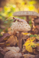 close-up of mushrooms in autumn forest, beautiful bokeh in the background