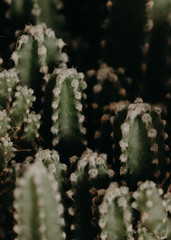 cactus group photographed in detail	