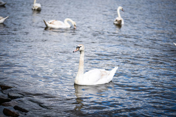 close up view of the Vltava river 