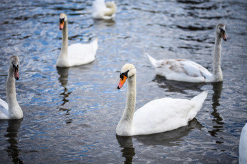 close up view of the Vltava river 