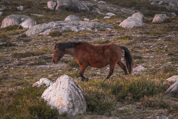 Bonito cavalo selvagem a pastar nas montanhas ao pôr do sol