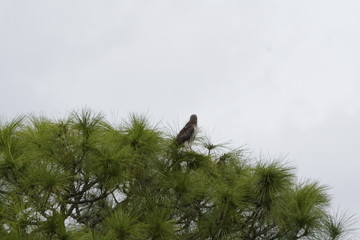 Nature is Florida's Treasure