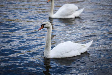 close up view of the Vltava river 