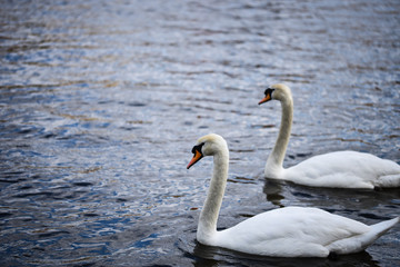 close up view of the Vltava river 