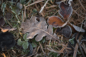 Oak leaf covered with hoarfrost lies on the ground