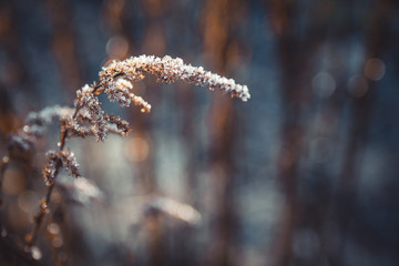 Hoarfrost on plants. A hoarfrost that begins to thaw