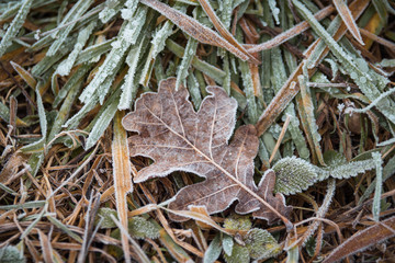 Oak leaf covered with hoarfrost lies on the ground