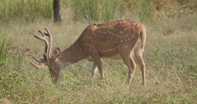Bautiful male chital or spotted deer grazing in Ranthambore National Park, Rajasthan, India