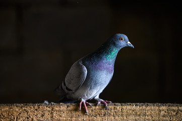 Close-up of a grey dove on a dark background. A grey dove looks at the camera. Dove is a symbol of peace, purity, love, serenity, hope.