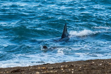 Fototapeta premium Killer whale hunting on the paragonian coast, Patagonia, Argentina