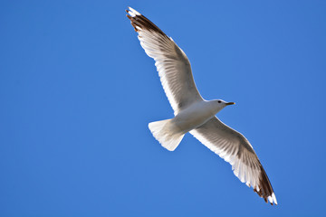 A seagull flying in blue sky. 