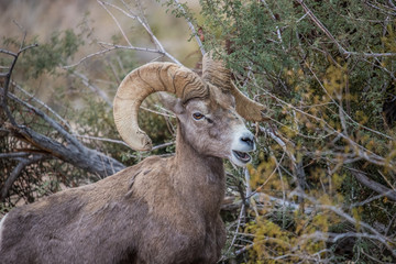 Male bighorn sheep