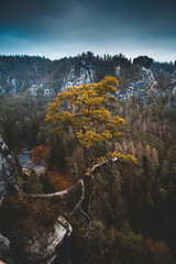 Der krumme Baum