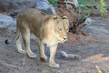 Fototapeta premium Lioness on the prowl