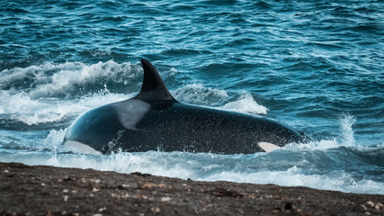 Fototapeta premium Killer whale hunting on the paragonian coast, Patagonia, Argentina