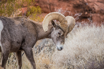 Male bighorn sheep