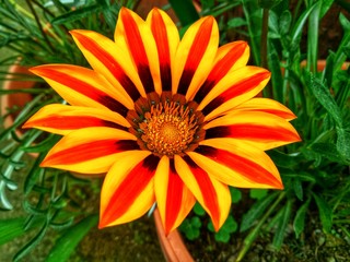 Yellow & Red Flower