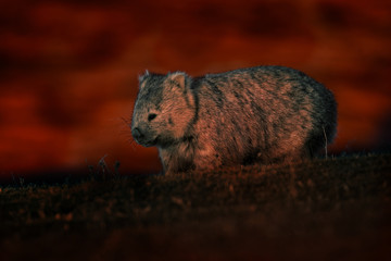 Vombatus ursinus - Common Wombat in the Tasmanian scenery in Australia, climbing on eucaluptus while the fire on the background. Burning forest in Australia.