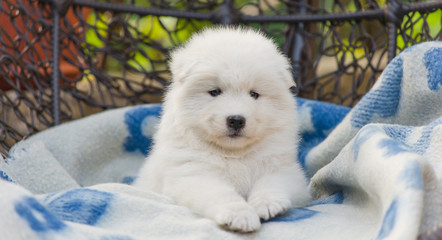 cute Samoyed puppy lies in an armchair in the yard