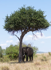 elephant under a tree