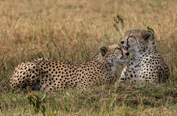Two cheetah's in the grass