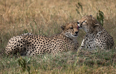 cheetahs in the grass