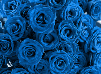 Classic Blue color close up view of natural roses. Valentin's Day concept with trendy blue color roses flowers.Trendy color 2020. Color trendy 2020 concept.