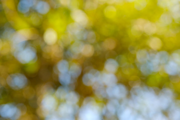 Bokeh of light nature,blured background,de focus.Sunlight shining through the leaves of trees.Abstract nature background, Nature green bokeh.