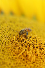 l'abeille et le pollen 