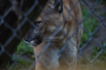 Florida Panther Puma Concolor coryi Katze