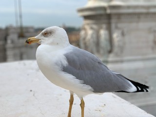seagull on the wall