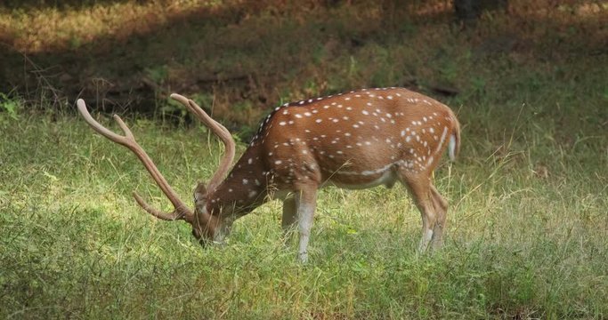 Beautiful male chital or spotted deer grazing in Ranthambore National Park, Rajasthan, India