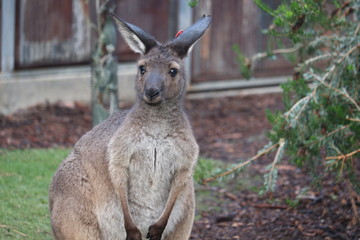 Naklejka na ściany i meble kangaroo in nature