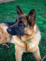 German Shepherd lying in the grass, cute, adorable and protector dog. Police dog. Warm Eyes.
