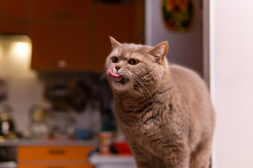 scottish straight cat licks his mouth full after eating