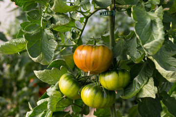 tomate asurcado de tipo marmande en la tomatera