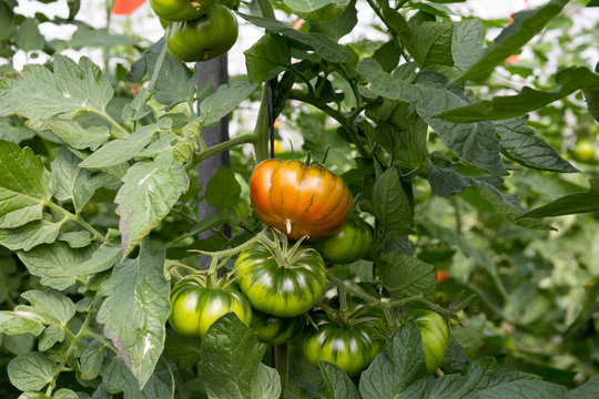 tomate asurcado de tipo marmande en la tomatera