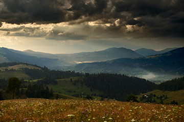 Fototapeta na wymiar Golden sunset in carpathian mountains - beautiful summer landscape, spruces on hills, dark cloudy sky and bright sun light, meadow and wildflowers