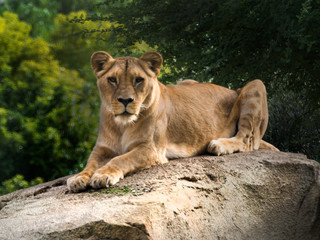 Fototapeta na wymiar leona africana