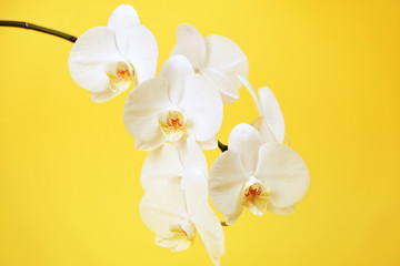 Naklejka na ściany i meble White orchids flowers on vibrant yellow background. 