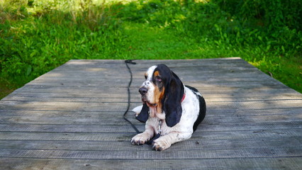 Pies rasy Basset Hound leży na pomoście przypięty i odpoczywa © Marcin