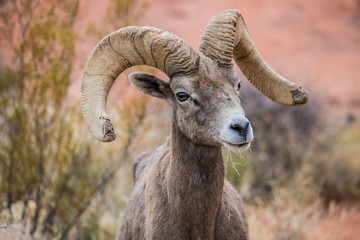 Male bighorn sheep