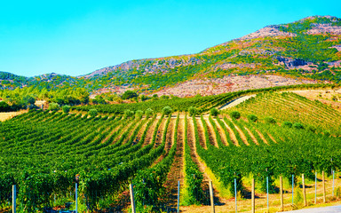 Rural landscape. Beautiful vineyards and agricultural Scenery of Perdaxius, Carbonia-Iglesias....