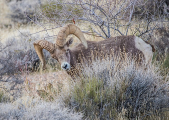 Male bighorn sheep