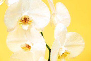 Fototapeta na wymiar Closeup of white orchids flowers on vibrant yellow background.