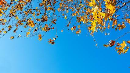 Fototapeta na wymiar autumn leaves on blue sky