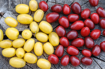 Red and yellow dogwood on a stump.