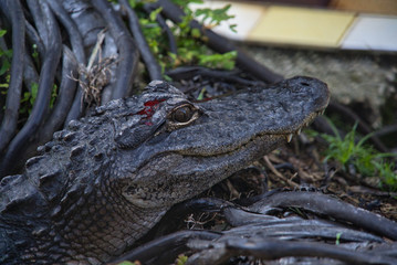 Verletzter Alligator blickt in Kamera