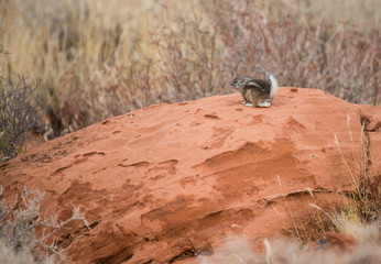 ground squirrel chipmunk on red rock