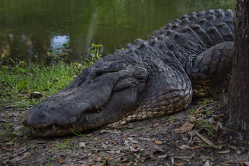 Dicker ausgewachsener Alligator macht Pause mit geöffneten Augen